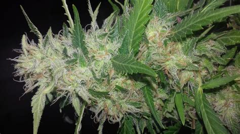 berry haze strain